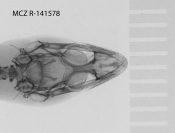 Media type: image; Herpetology R-141578
